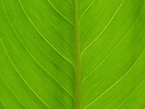 綠色的葉子