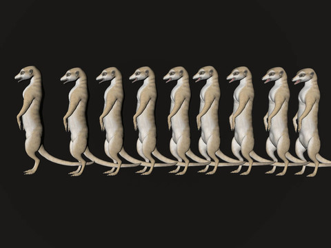 meercat linup