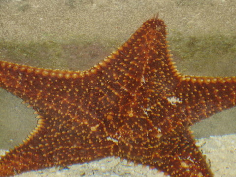 海星