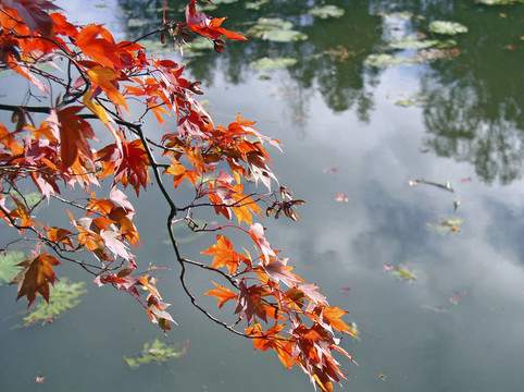 紅樹葉湖