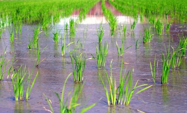 在春天Ricefield
