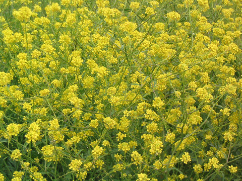 黃色的野花