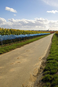 路