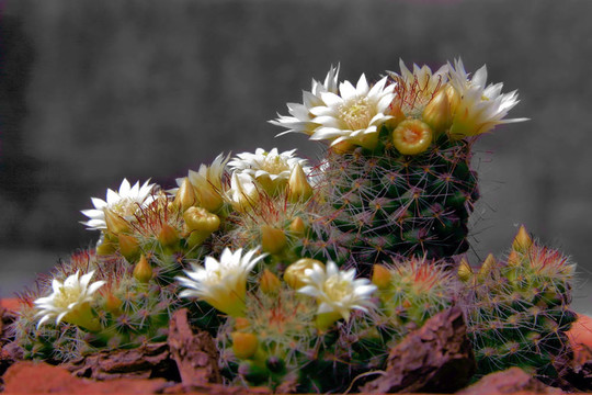 仙人掌花