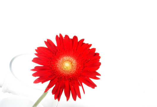 花瓶上的紅色花