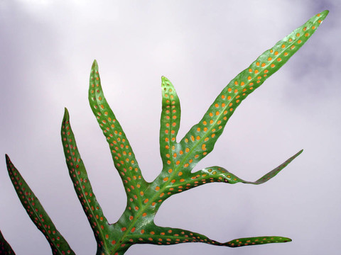 蕨類蕨類植物