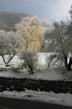 frozn花園