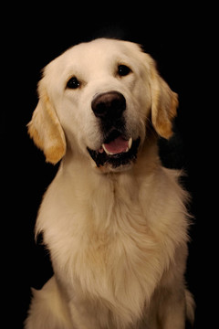 金毛獵犬