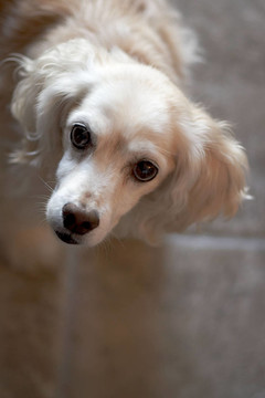 可卡犬