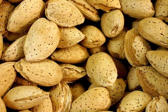 杏樹(shù)