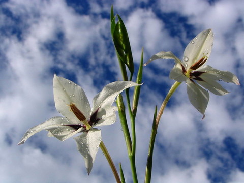 白色的花