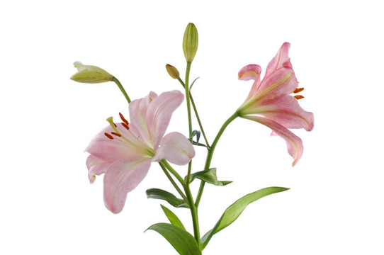 兩個粉紅色的百合花（2）