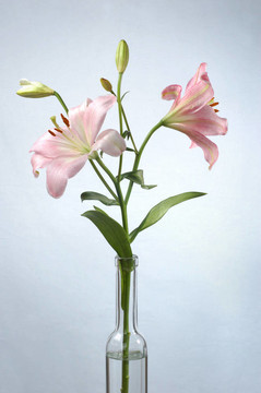 兩個粉紅色的百合花（1）