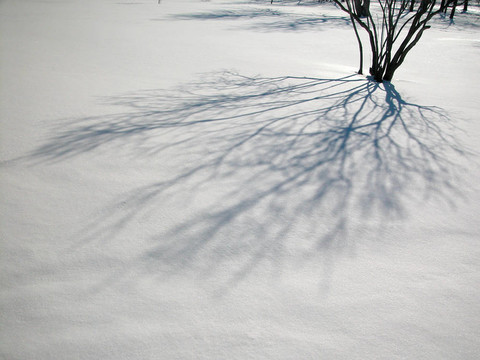 雪上的樹(shù)