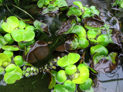水的植物