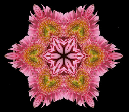粉花曼陀羅