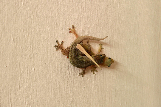 被捕獲的行為