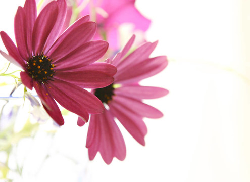 flowers2