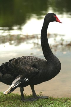黑天鵝