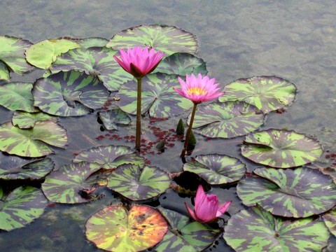 粉色的百合花