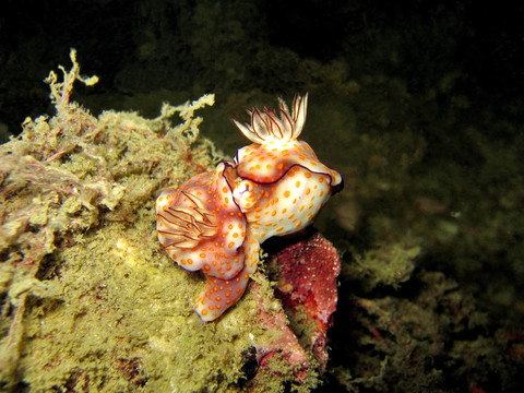 Risbecia pulchella