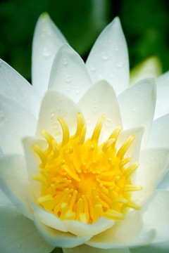 水百合