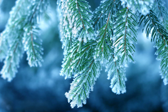 Frost在松