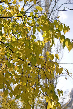 太陽在樹上的葉子