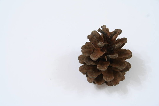 松樹的球果