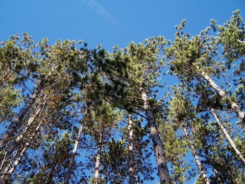 樹木和天空