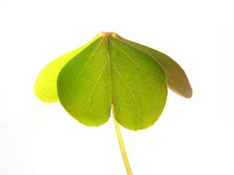 三葉草