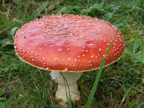 粉木耳