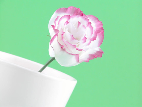 洋桔梗
