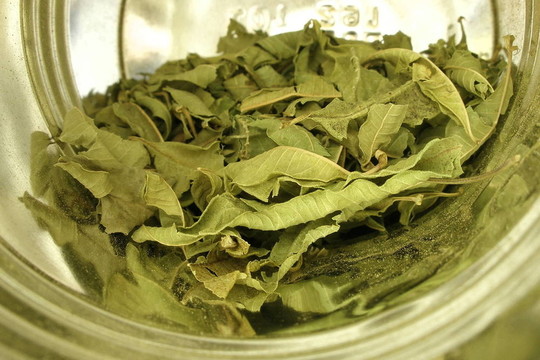 馬鞭草