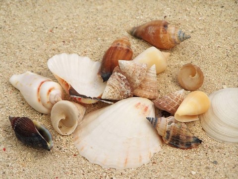 海貝殼