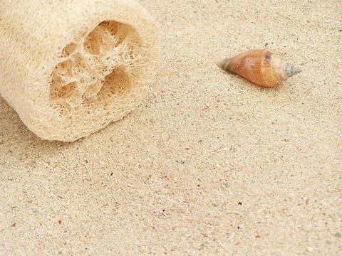 海綿