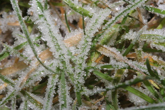 凍草