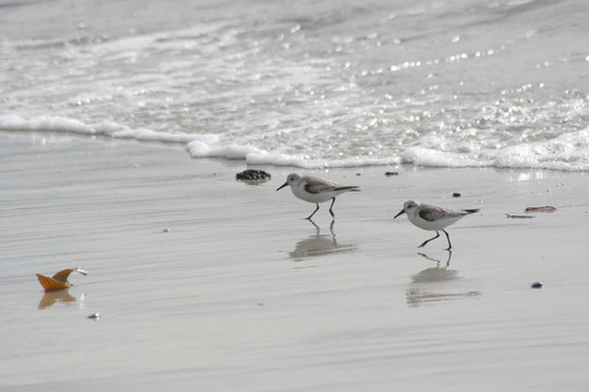 海鳥在運行