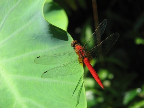 紅蜻蜓