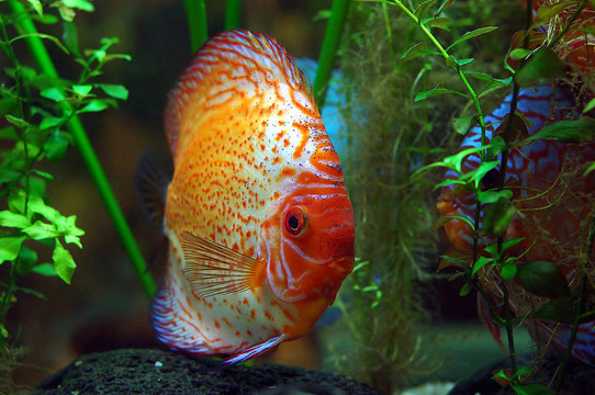 干粉吸入器的魚