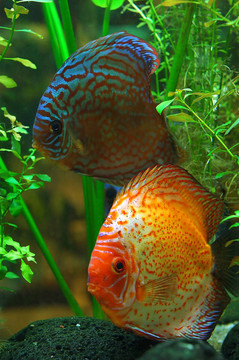 干粉吸入器的魚