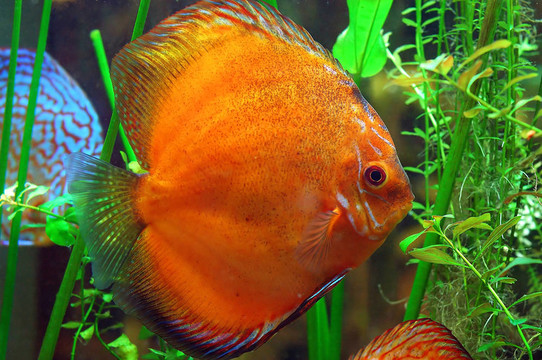 干粉吸入器的魚