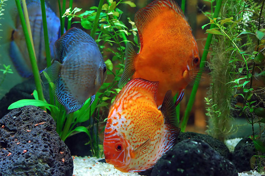 干粉吸入器的魚