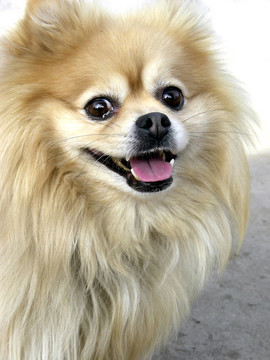 快樂的博美犬