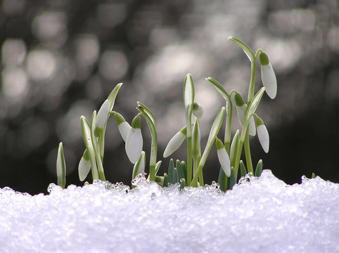 白色的雪花蓮