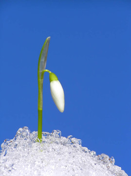 白色的雪花蓮