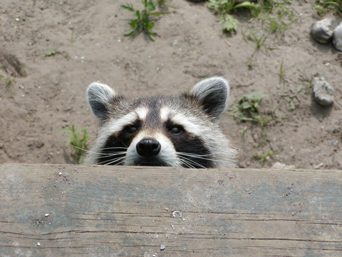 Raccoon偷看