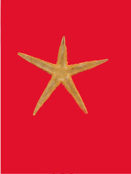 星魚紅