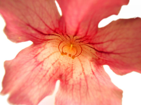 粉紅色的花背景
