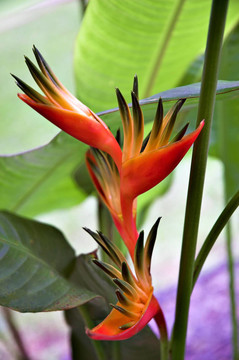 蝎尾蕉（Heliconia aurantiaca）